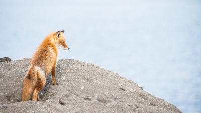 灰岩上的褐狐